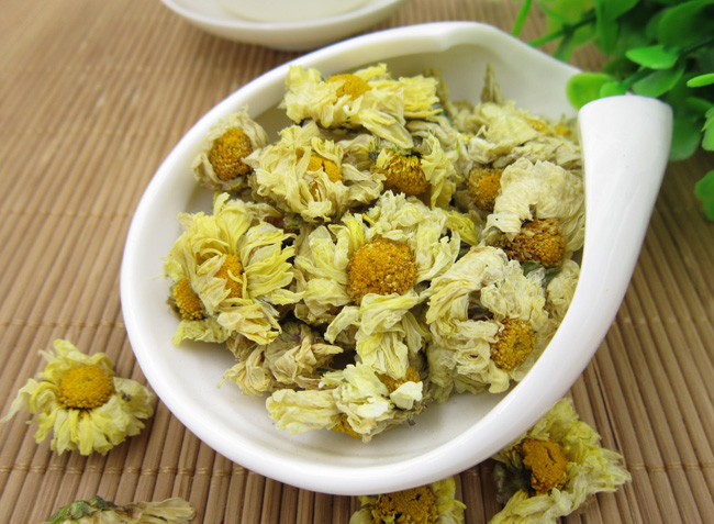 Chrysanthemum morifolium