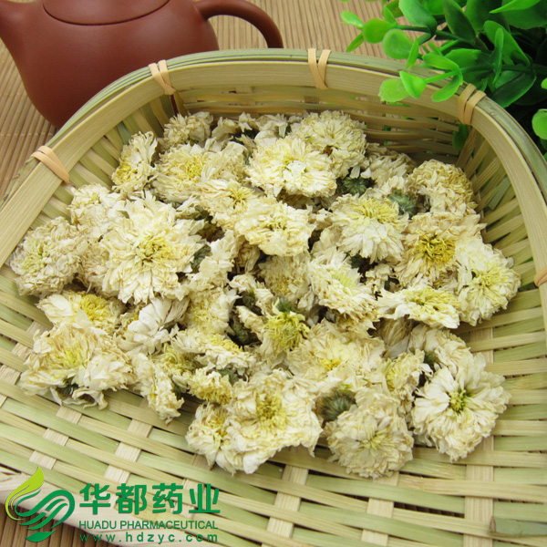 Chrysanthemum