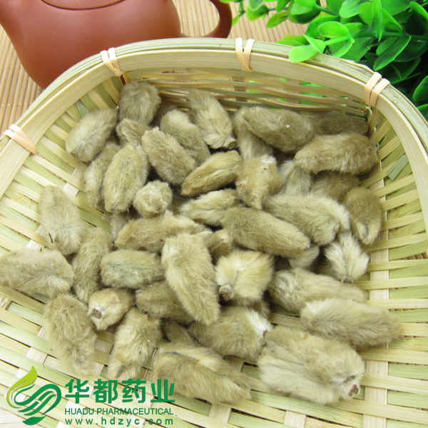 辛夷花2