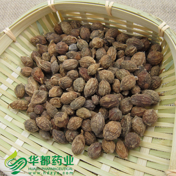 Alpinia Fruits.jpg