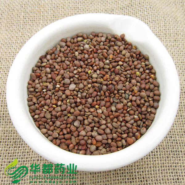 Radish Seed
