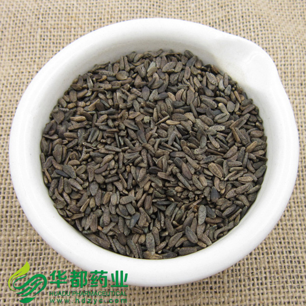 Great Burdock Fruit.jpg