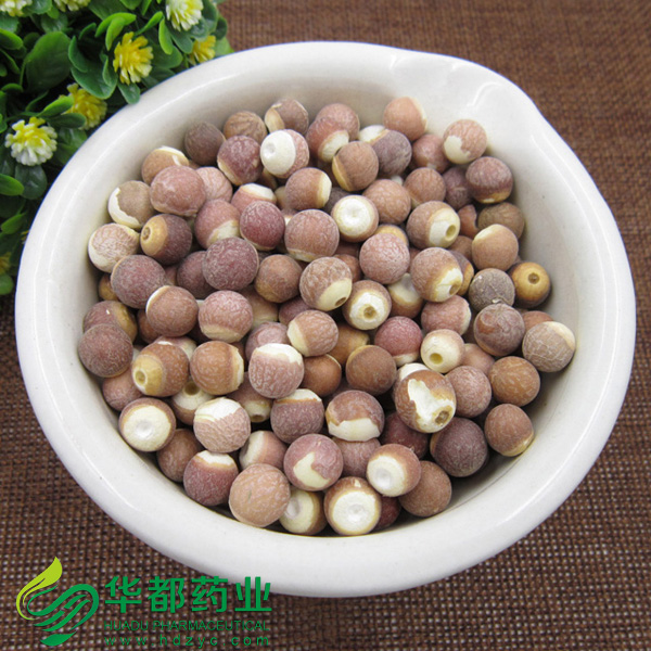 Gordon Euryale Seed (3)