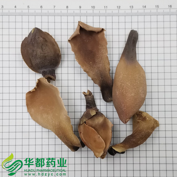 Flower of Official Magnolia