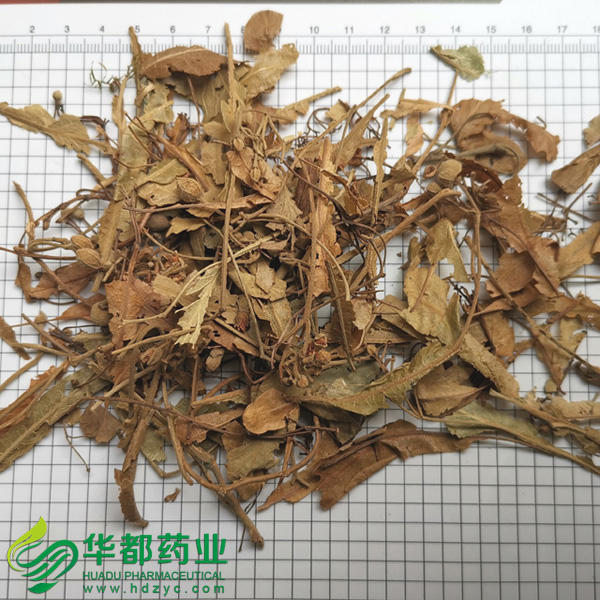 Tilia