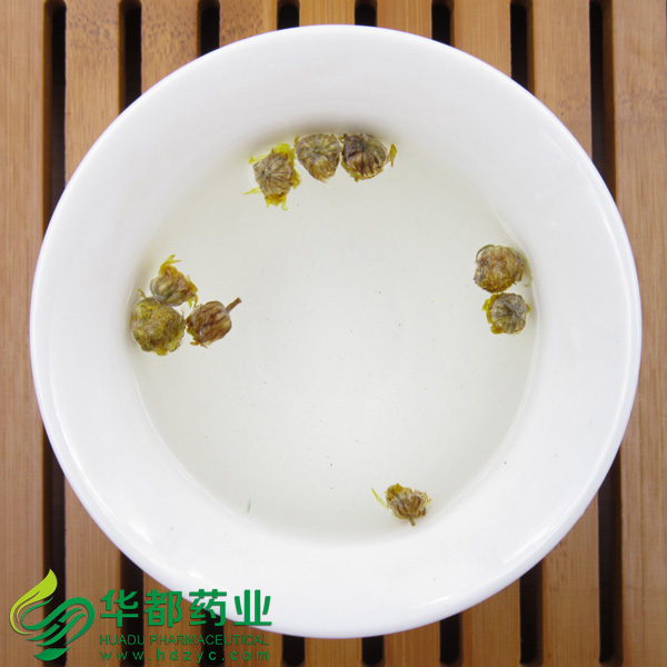 Embryo Chrysanthemum (3)