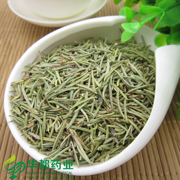 Herb of Rosemary