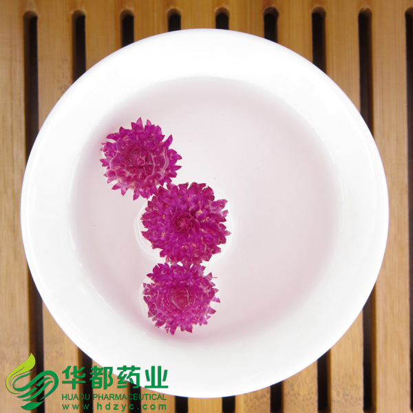 千日红3.jpg