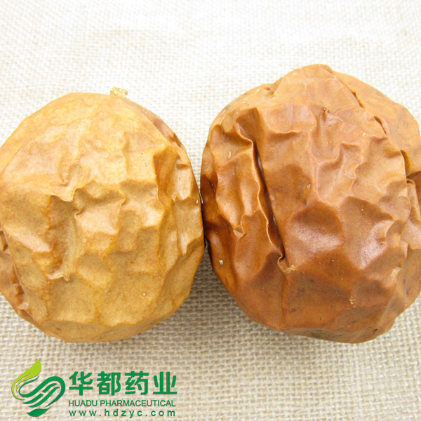 Snakegourd Fruit (2)